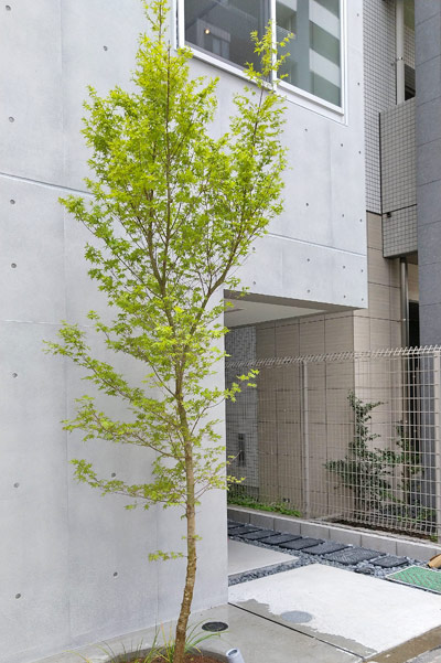 中庭で育てたいおすすめシンボルツリー５選 植物の特徴を理解しよう アーキトリック一級建築士事務所